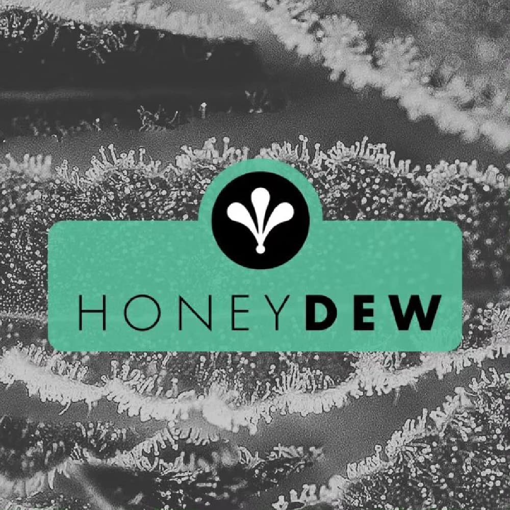 Honeydew