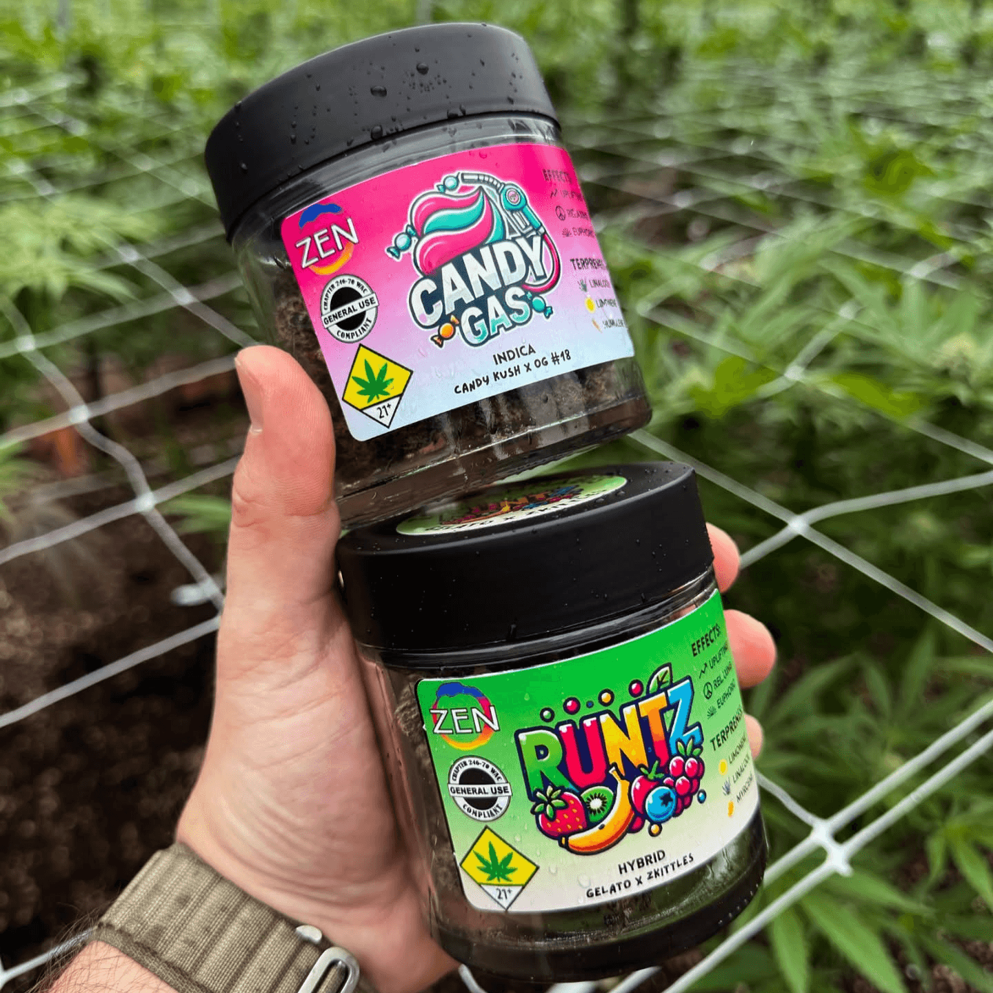 Zen Cannabis - WA Lemon Cherry Gelato