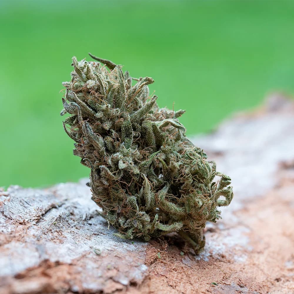 FARM CUT Four Directions by Emerald Spirit Botanicals [7.5g]