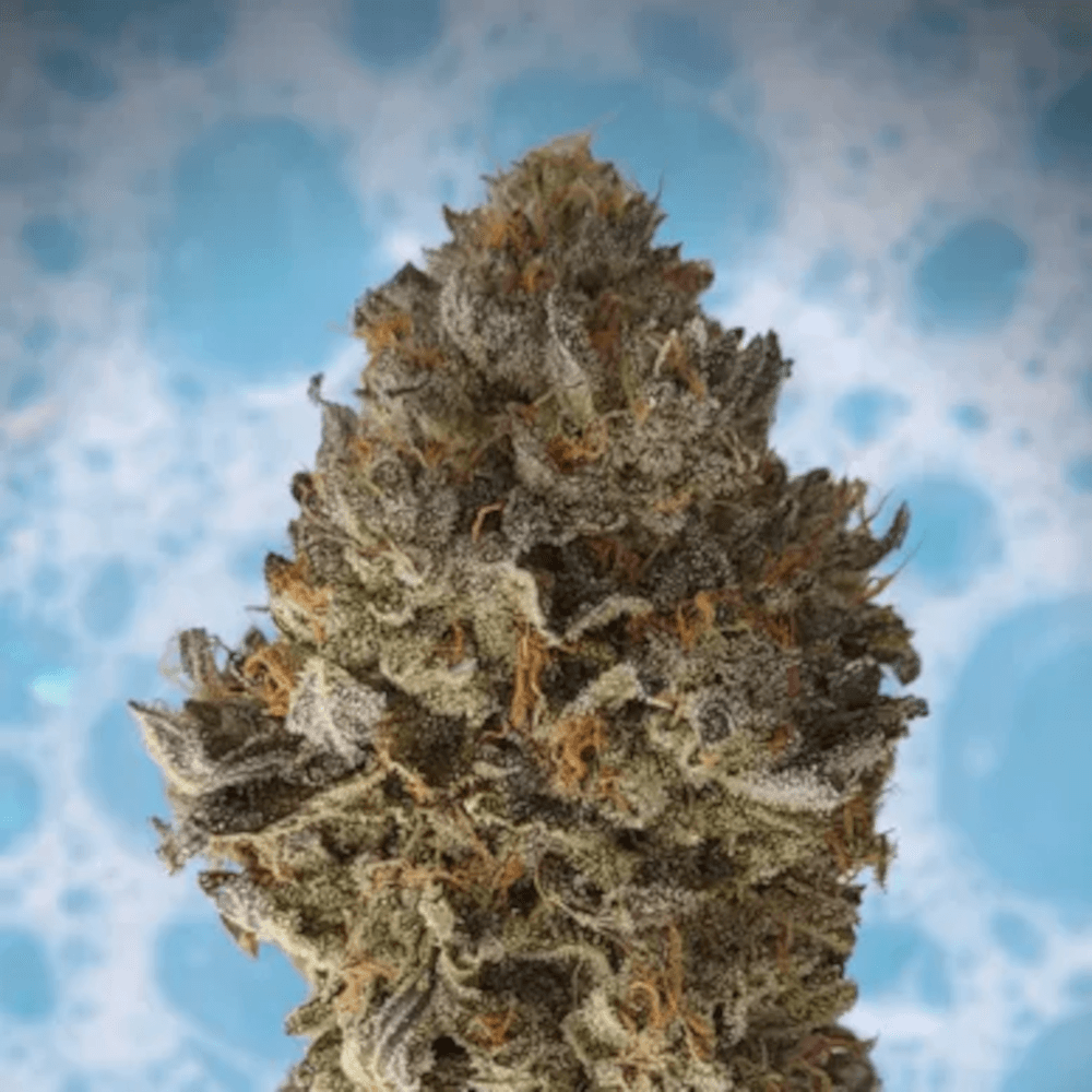 Trichome Extracts Flower