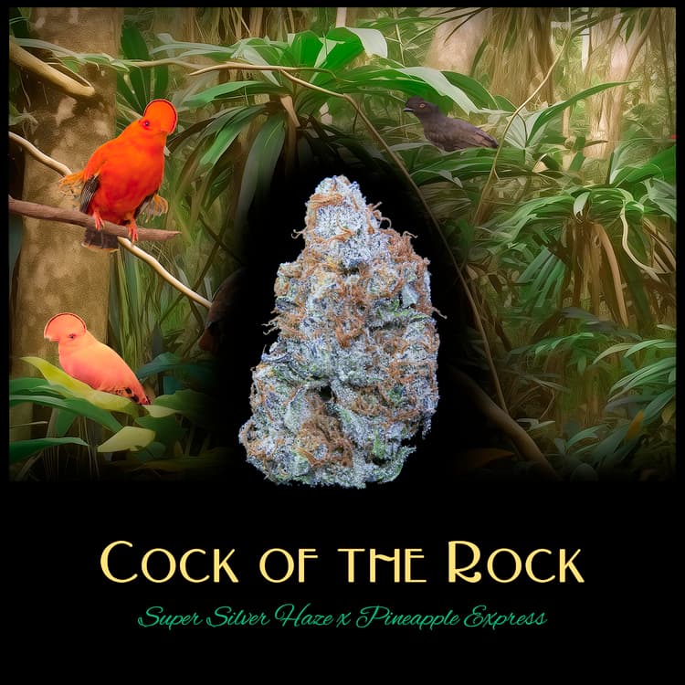 Deaux Deaux Flower Cock of the Rock 1g