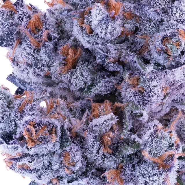 Lumpy's Flowers