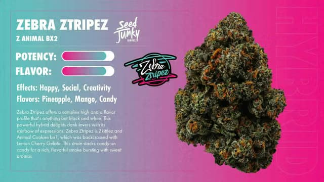 Seed Junky Flower 3.5G | H | Zebra Ztripez