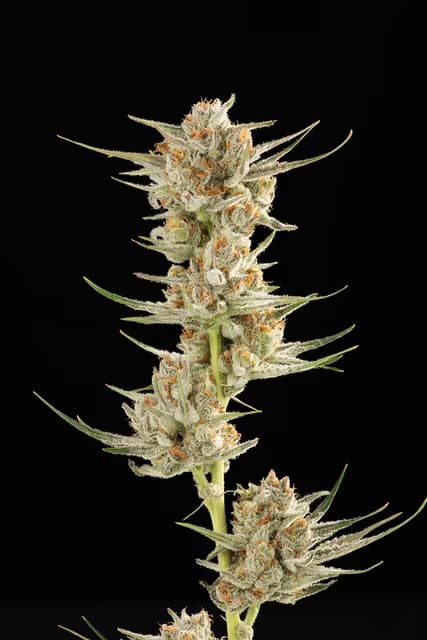 Decibel Gardens Flower 3.5g | H | Golden Kiwi