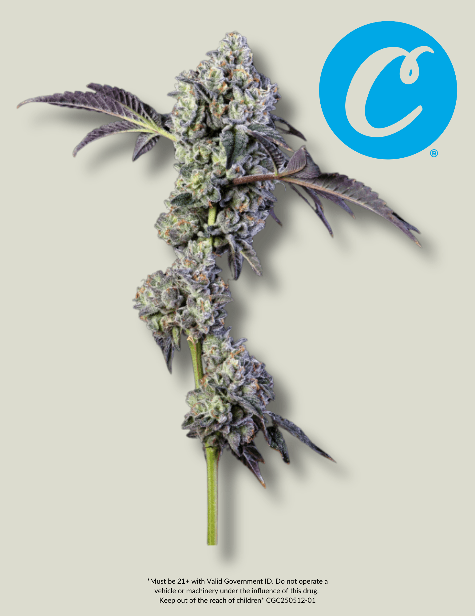 Cookies Blue Suede