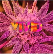 Vivid Night Moves 28g Vivid