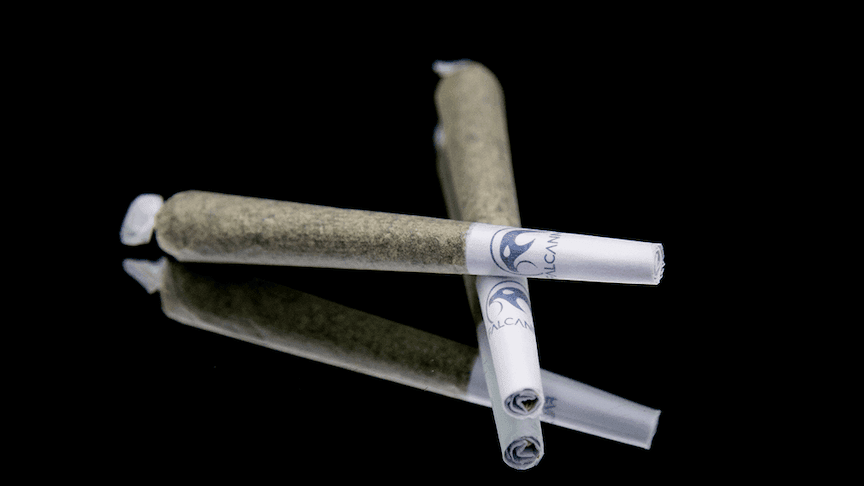 Falcanna Pacific Sunshine + CBG Pre-Roll 2-pack | 1.2g