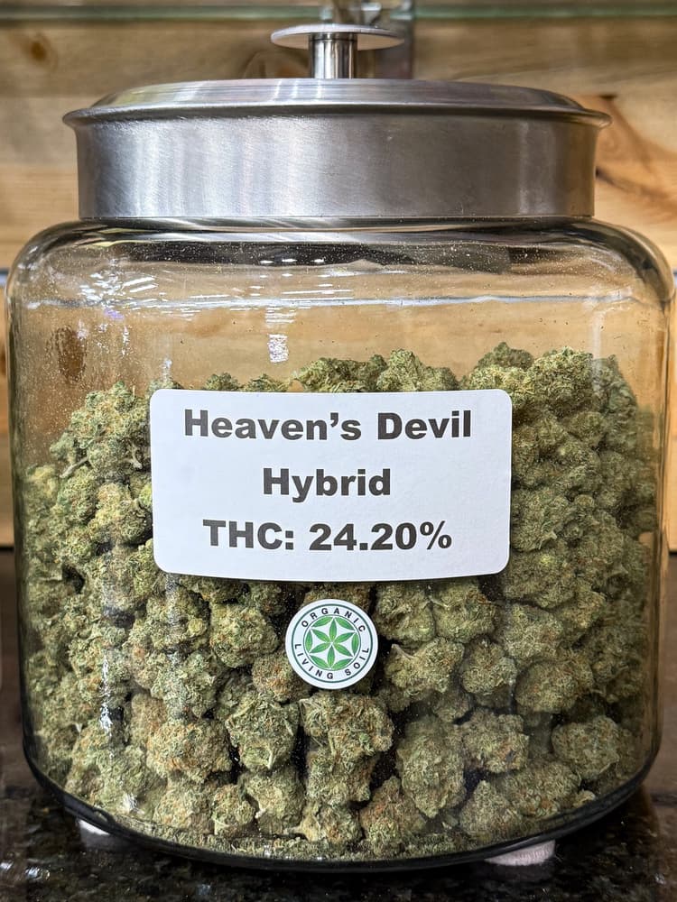 Canna Club Heaven's Devil