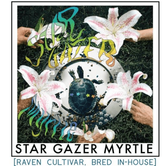 Raven CBD Stargazer Myrtle
