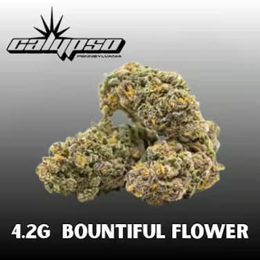 Calypso Biscotti x Kush Mntz