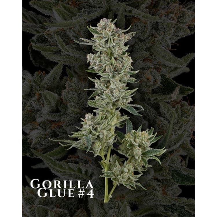 HempKings GG#4