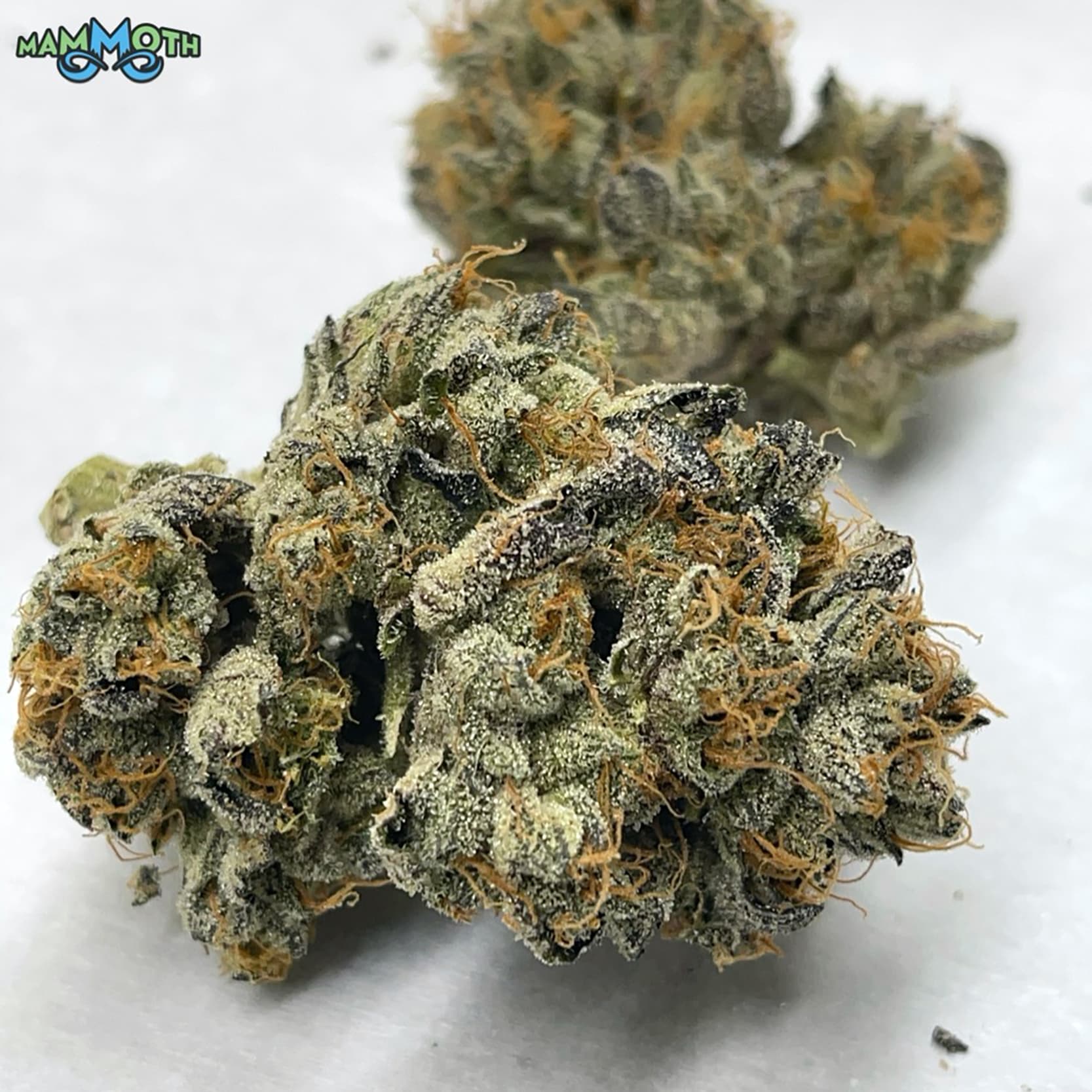 Mammoth Animal Gas - 3.5g