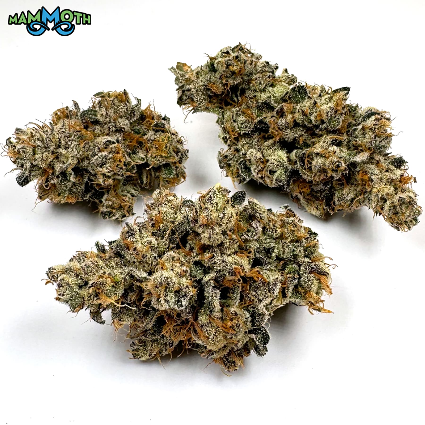 Mammoth White Rainbow | Premium | Deli Flower
