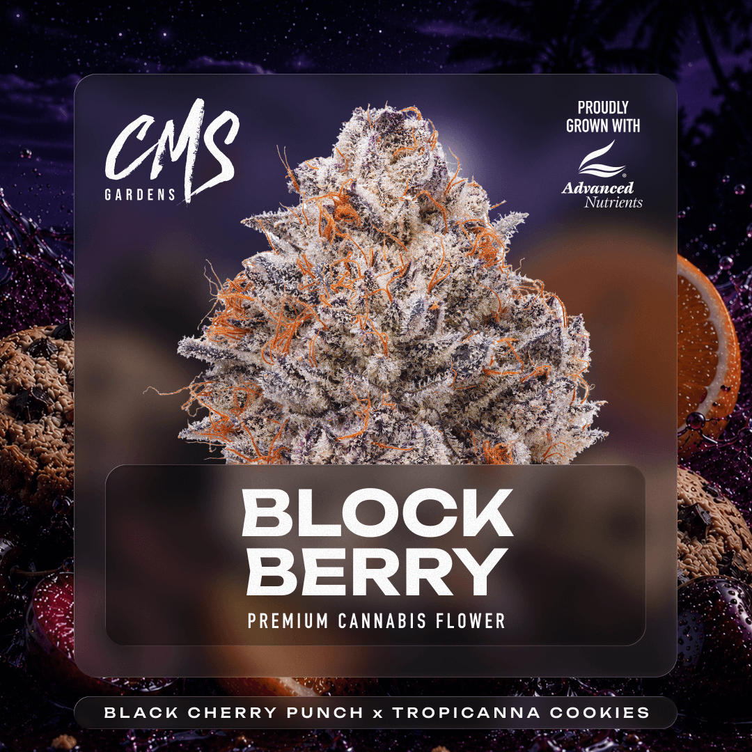 CMS Gardens Blockberry | 3.5g