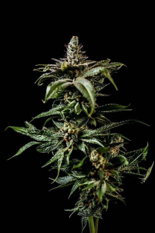 TICAL Glueball | Flower