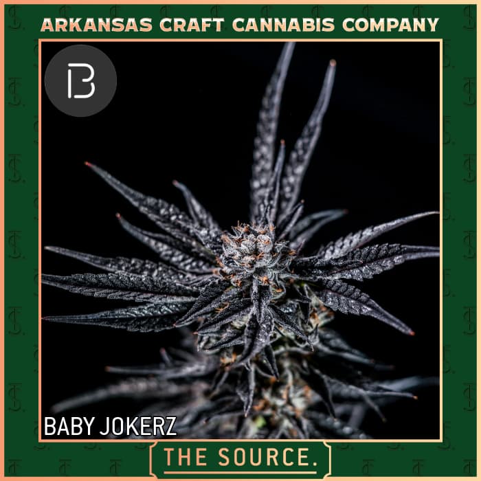 Bold Team Baby Jokerz Flower