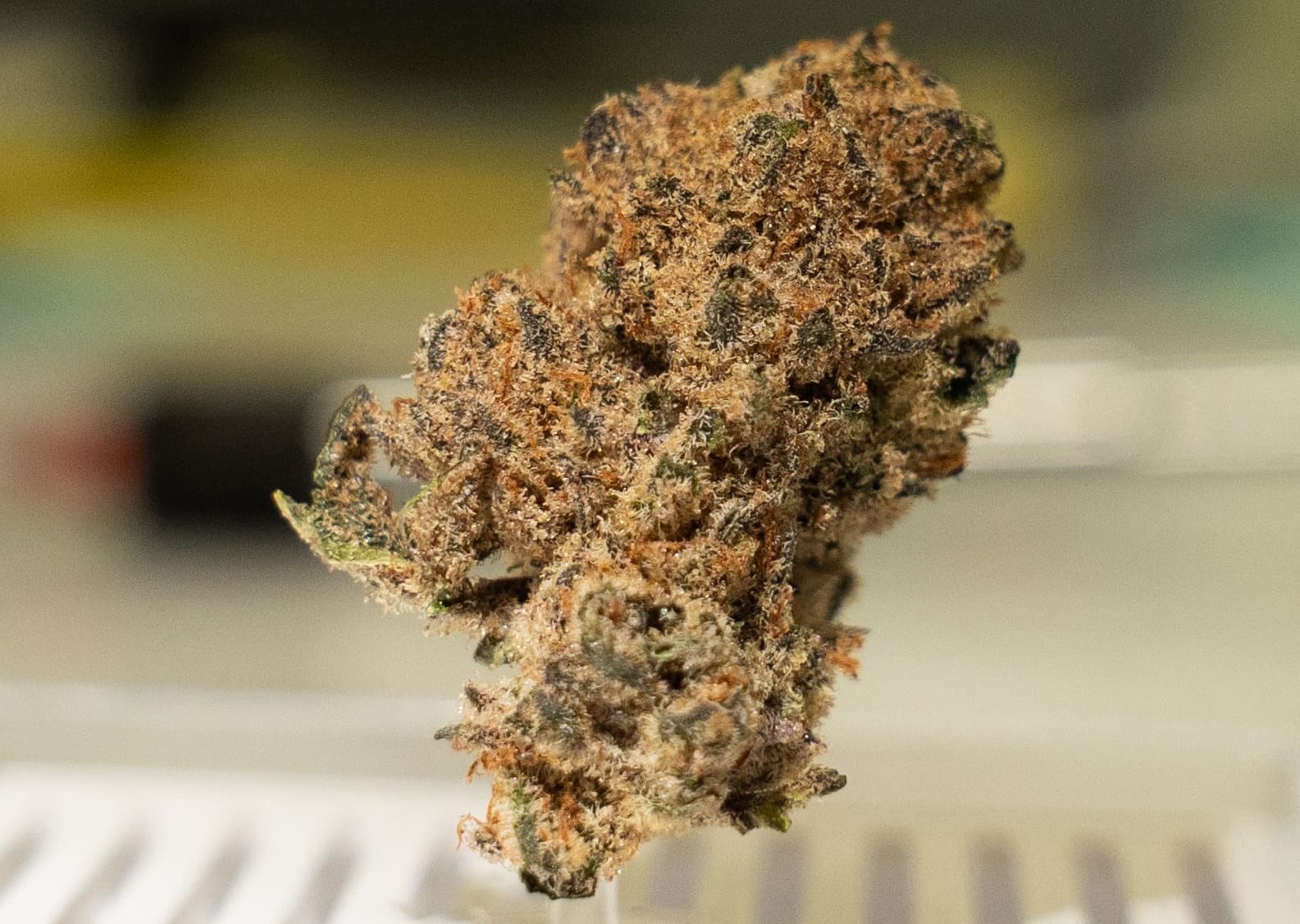 Campfire Cannabis Purple Octane
