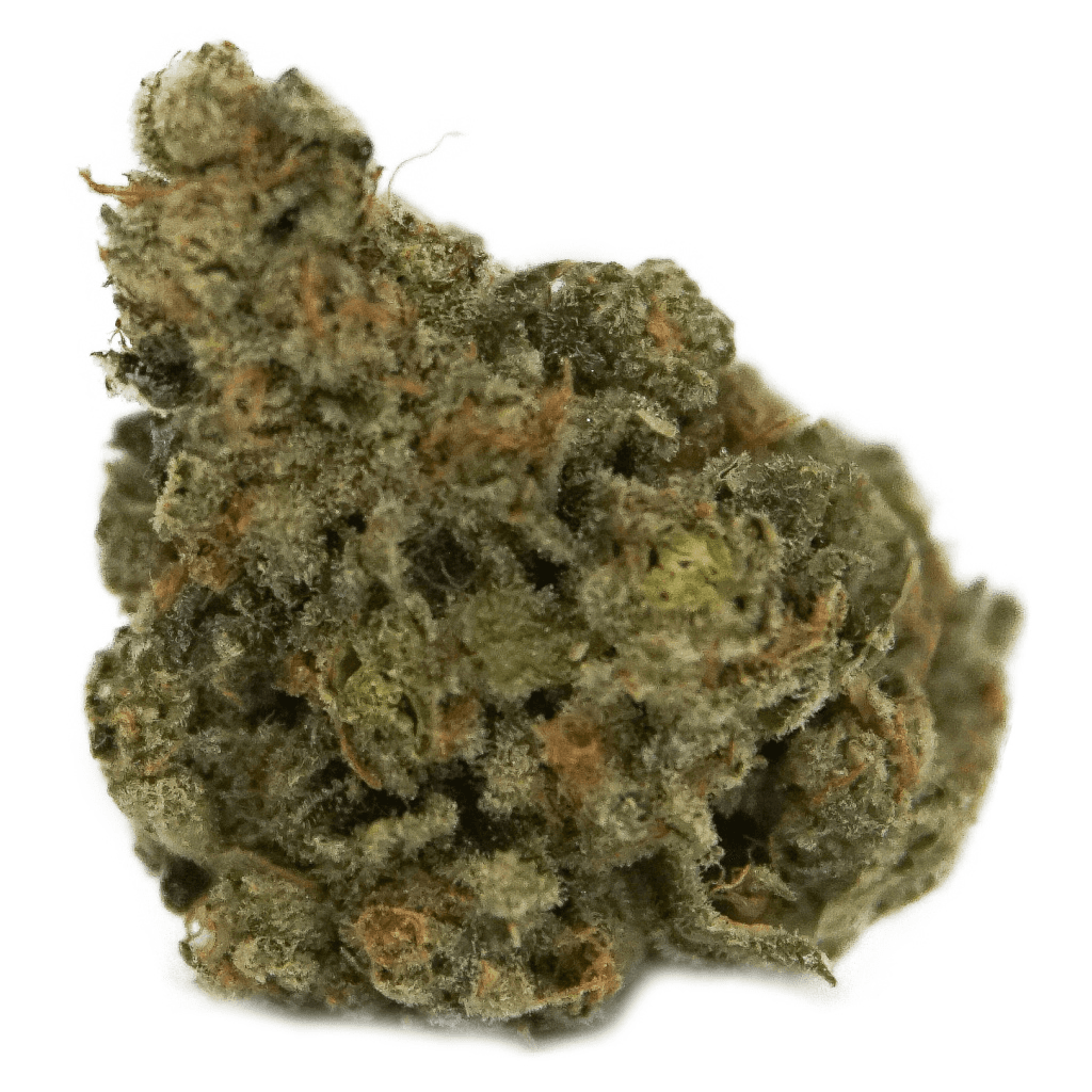 The Loud Plug