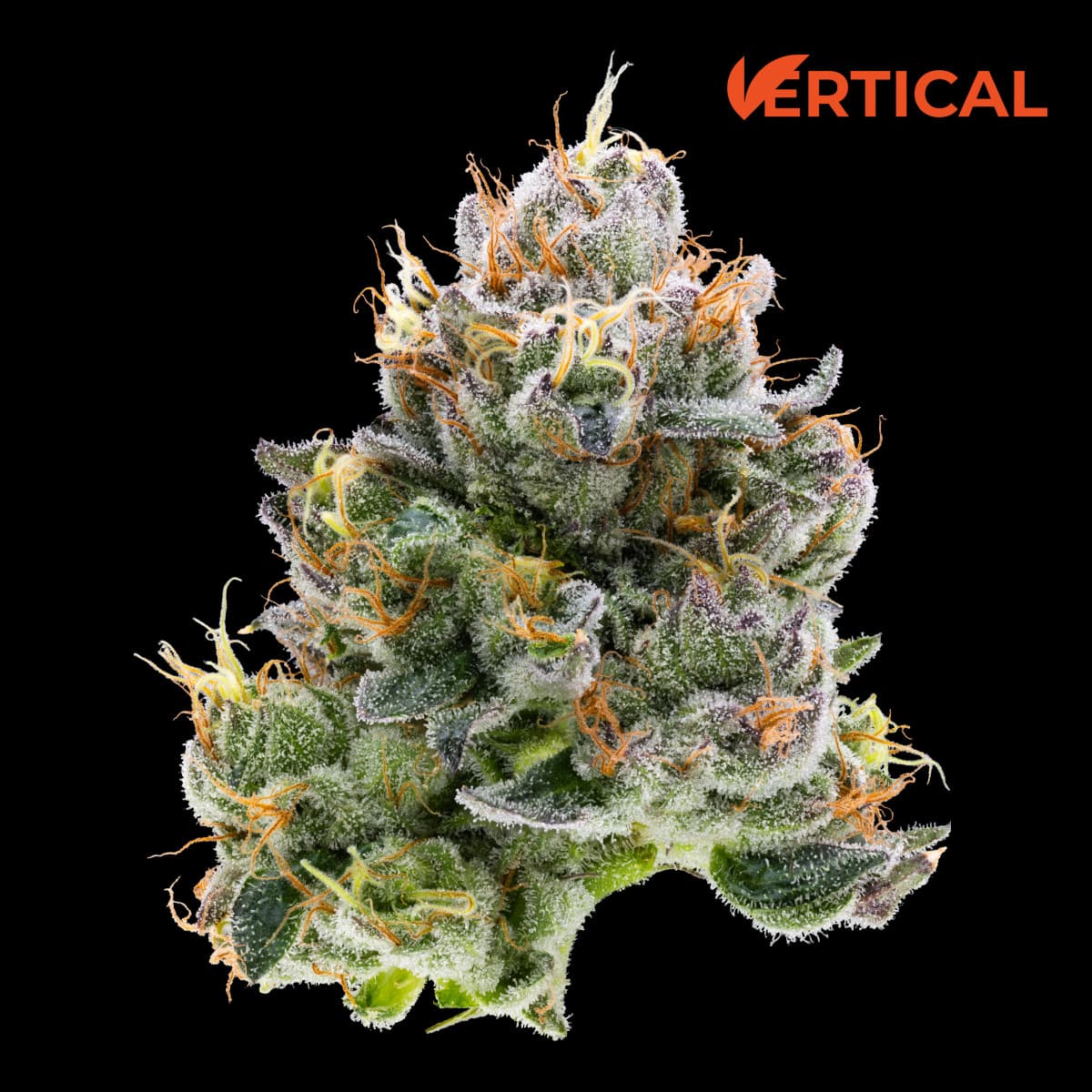 Vertical Cannabis 3.5g | Applescotti