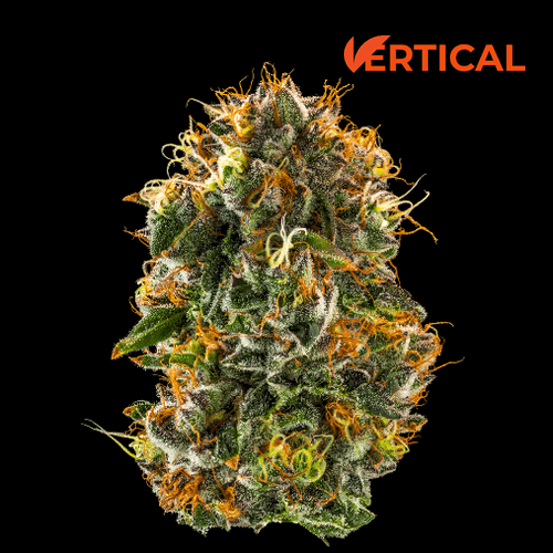 Vertical Cannabis 3.5g | Purple Starfruit