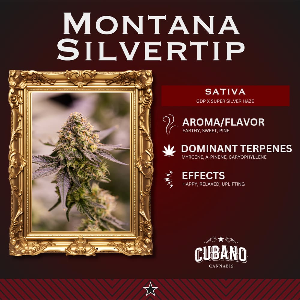 Cubano Cannabis Montana Silvertip