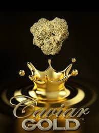 CAVIAR GOLD Infused Pre Roll 5 Pack - Cavi Land Baby Cavi
