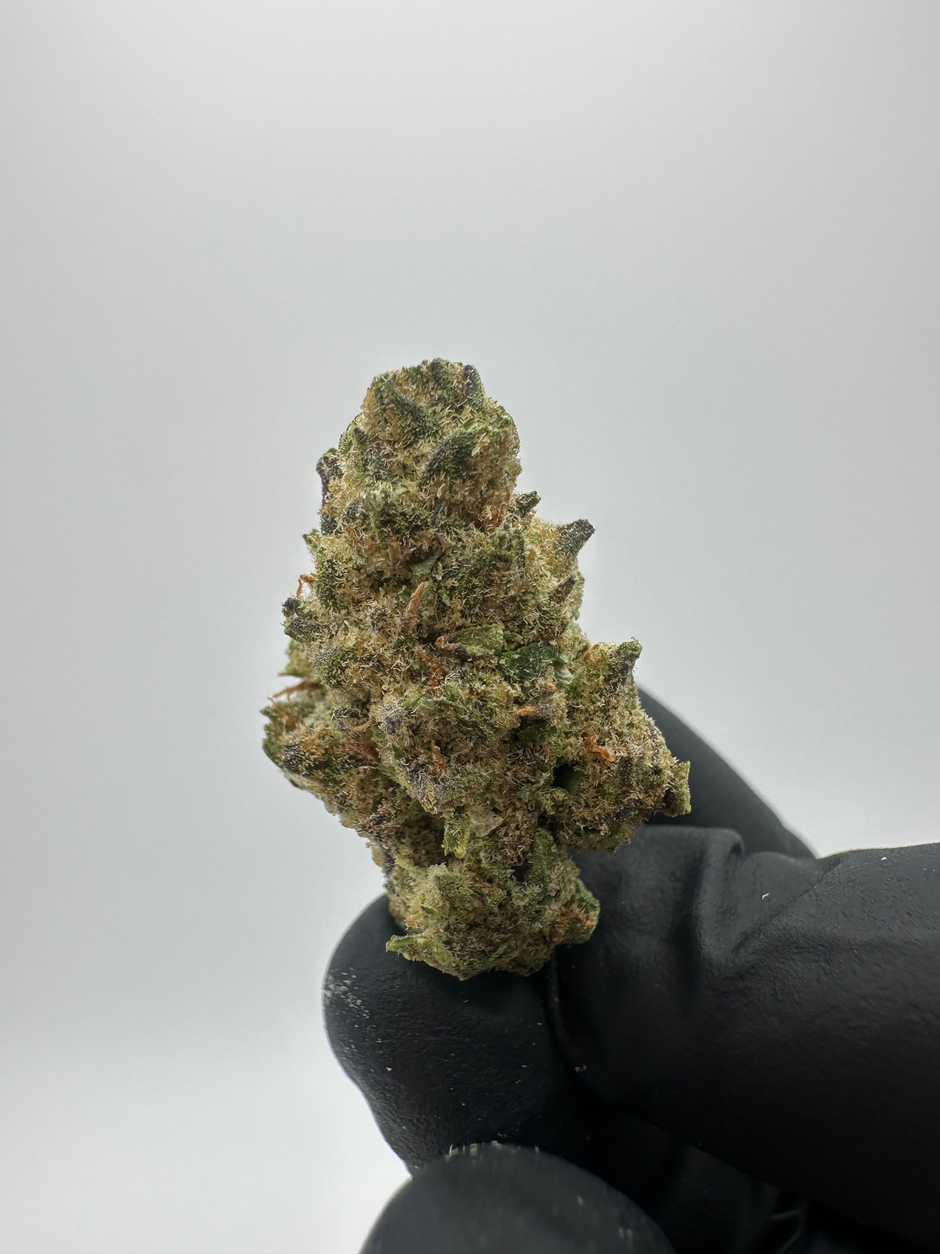 Big Sioux Bud Motorhead
