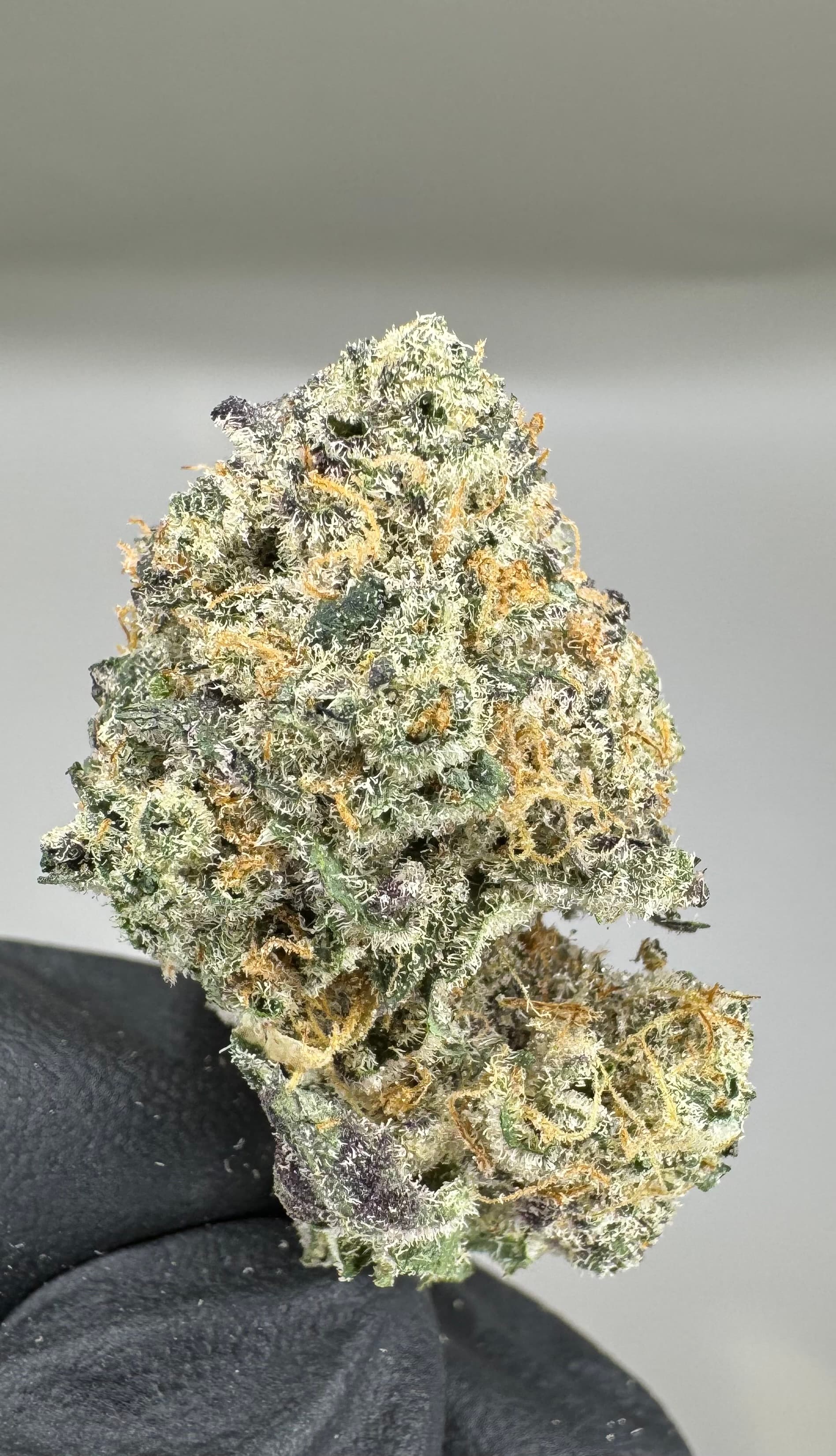 Dakota Green Dakota Green Cherrylicious Bulk Flower