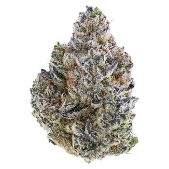 Tribal Tribal Bubble Up / 3.5g / Indica