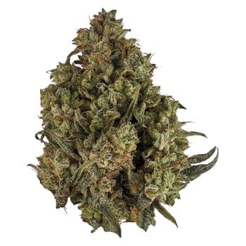 Orchid CBD