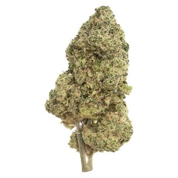 The Republic The Republic Black Label / 28g / Indica
