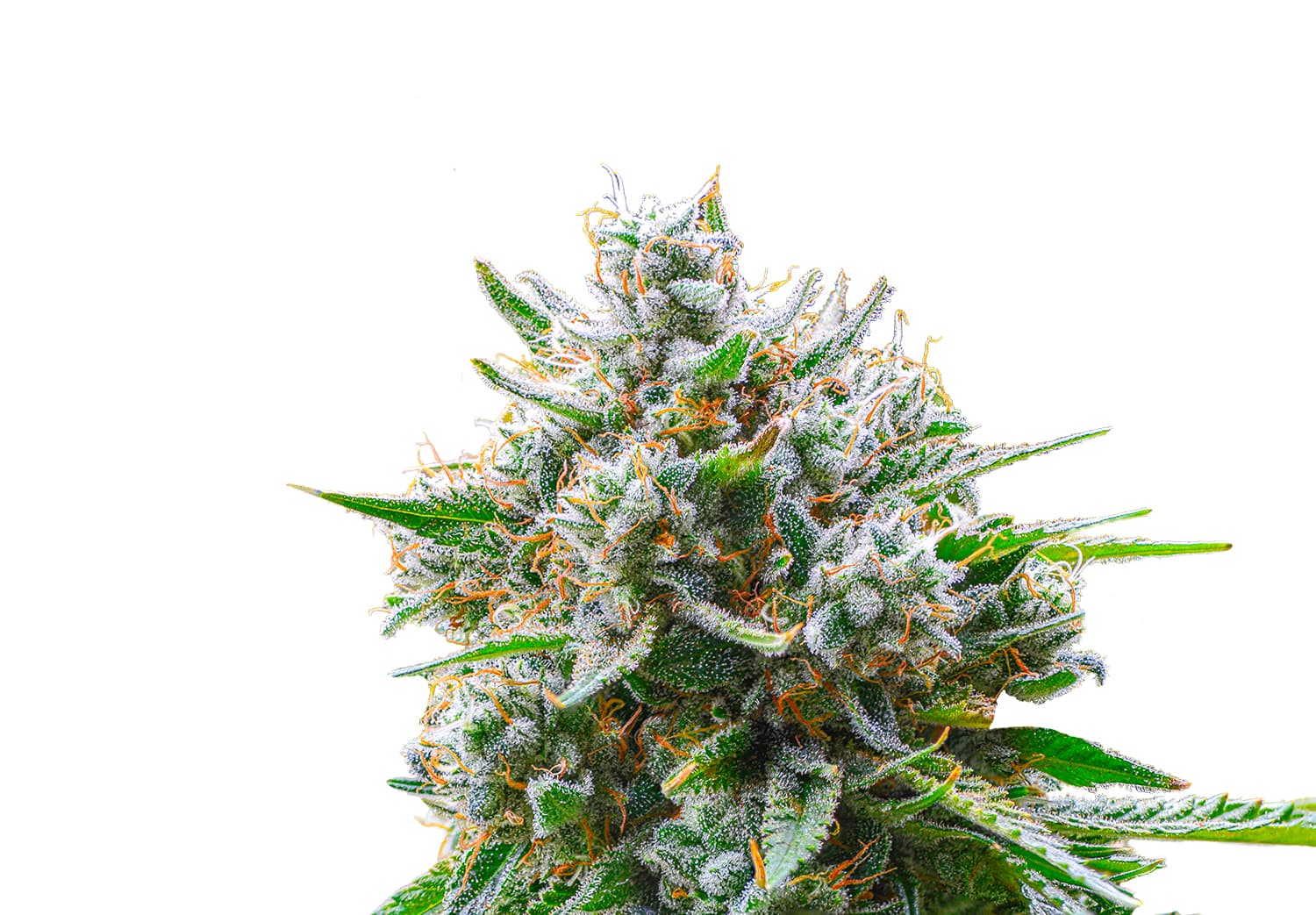 Greenfields Cannabis Co.