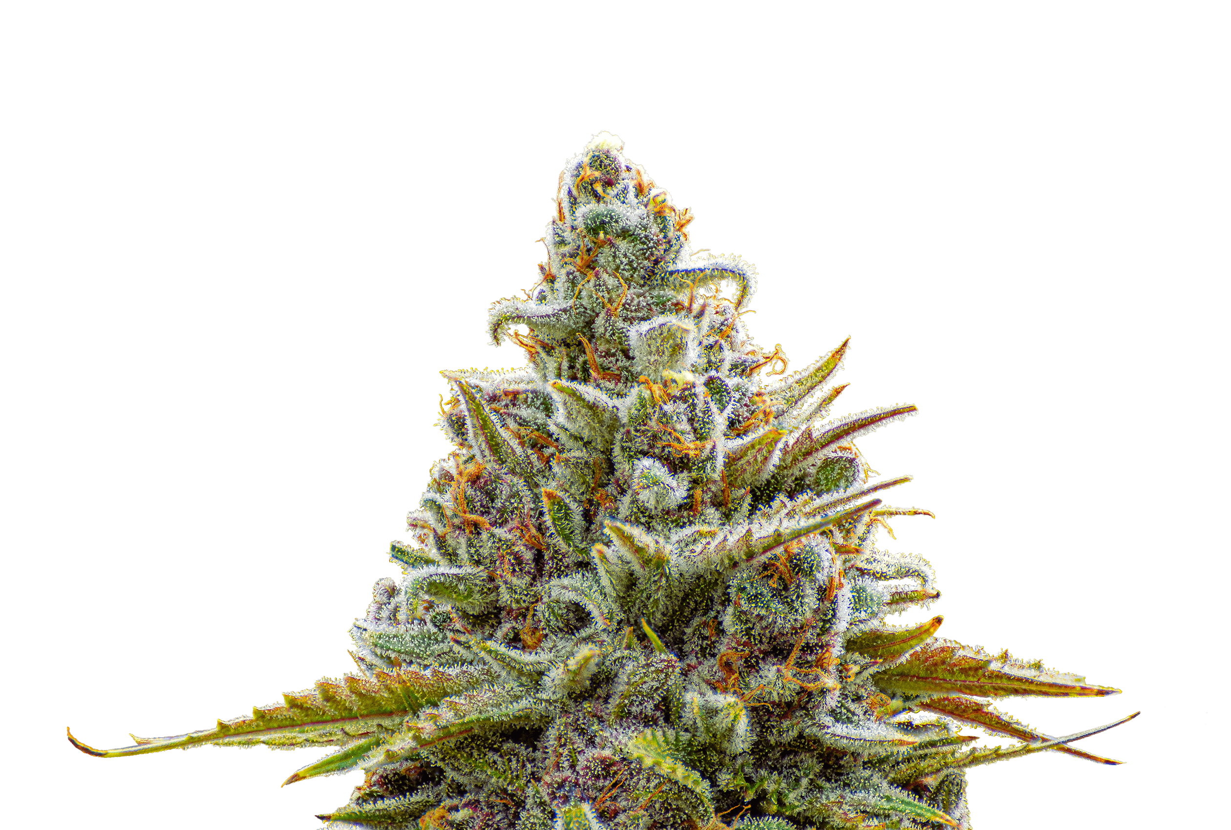 Greenfields Cannabis Co.