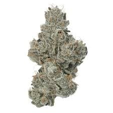 Indico Bananaconda Buds