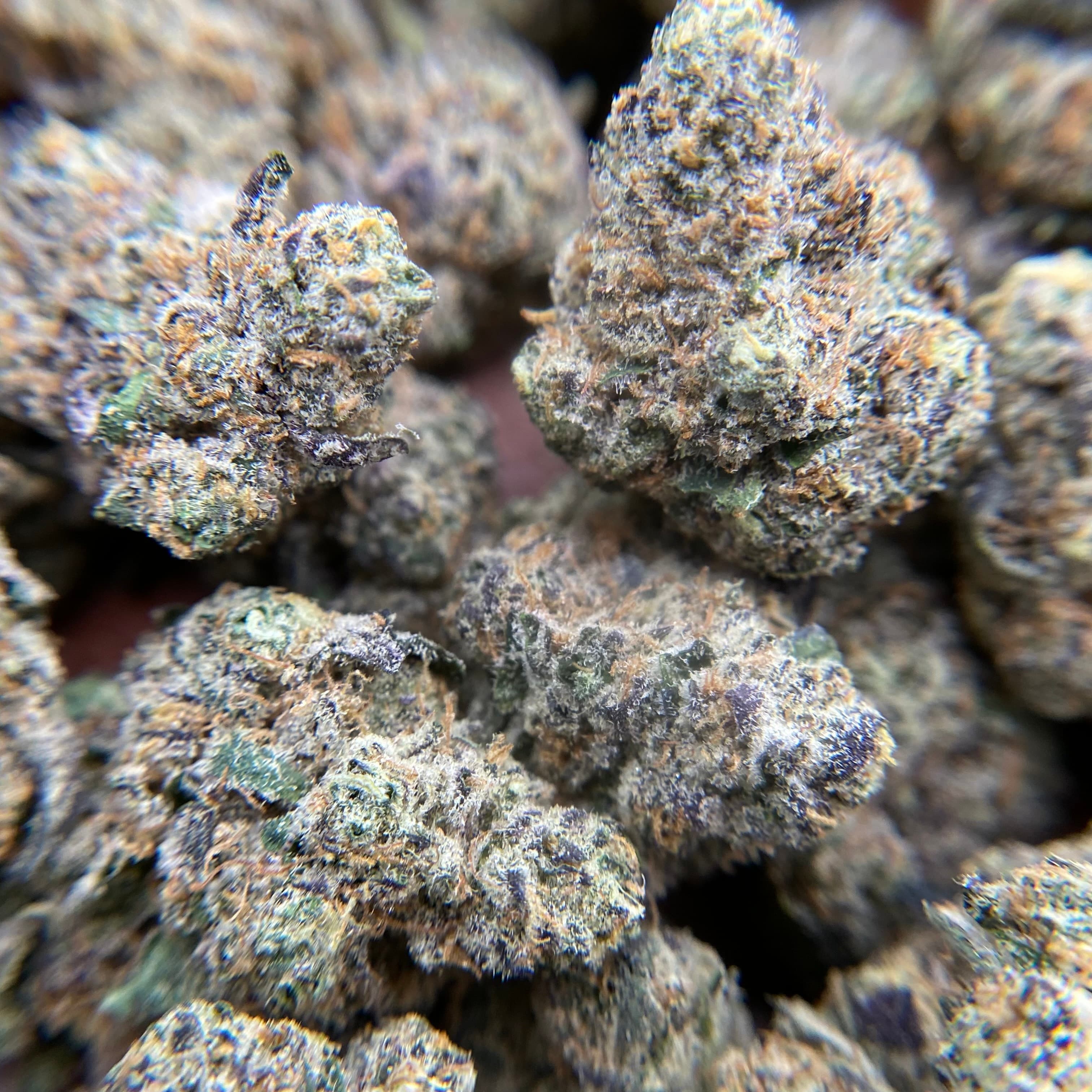 Indico Ice Cream Cake Buds