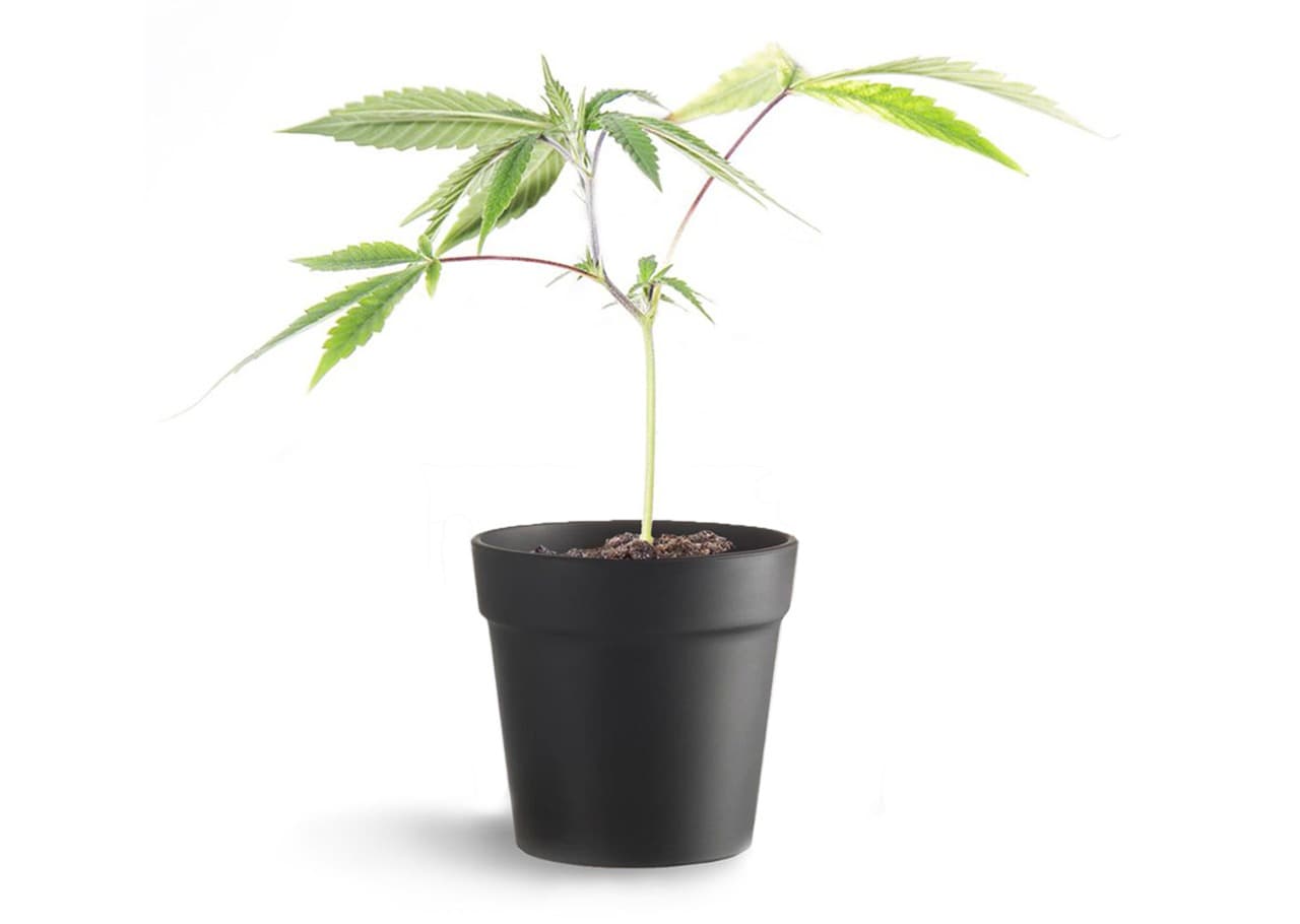 Columbia Care House Clone - Single Gorilla Cookies