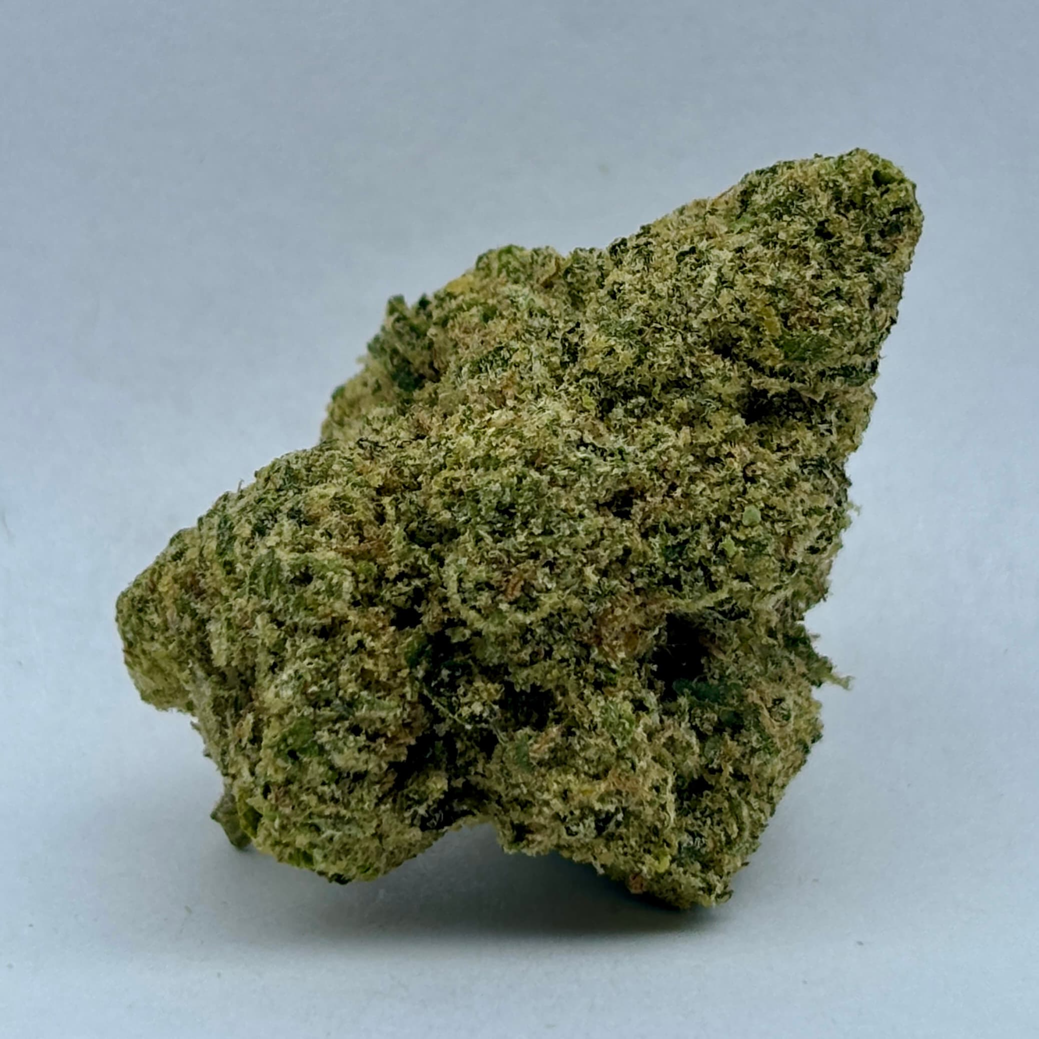 Green Mountain SuperSherbet-Flower-|Hybrid|GMC
