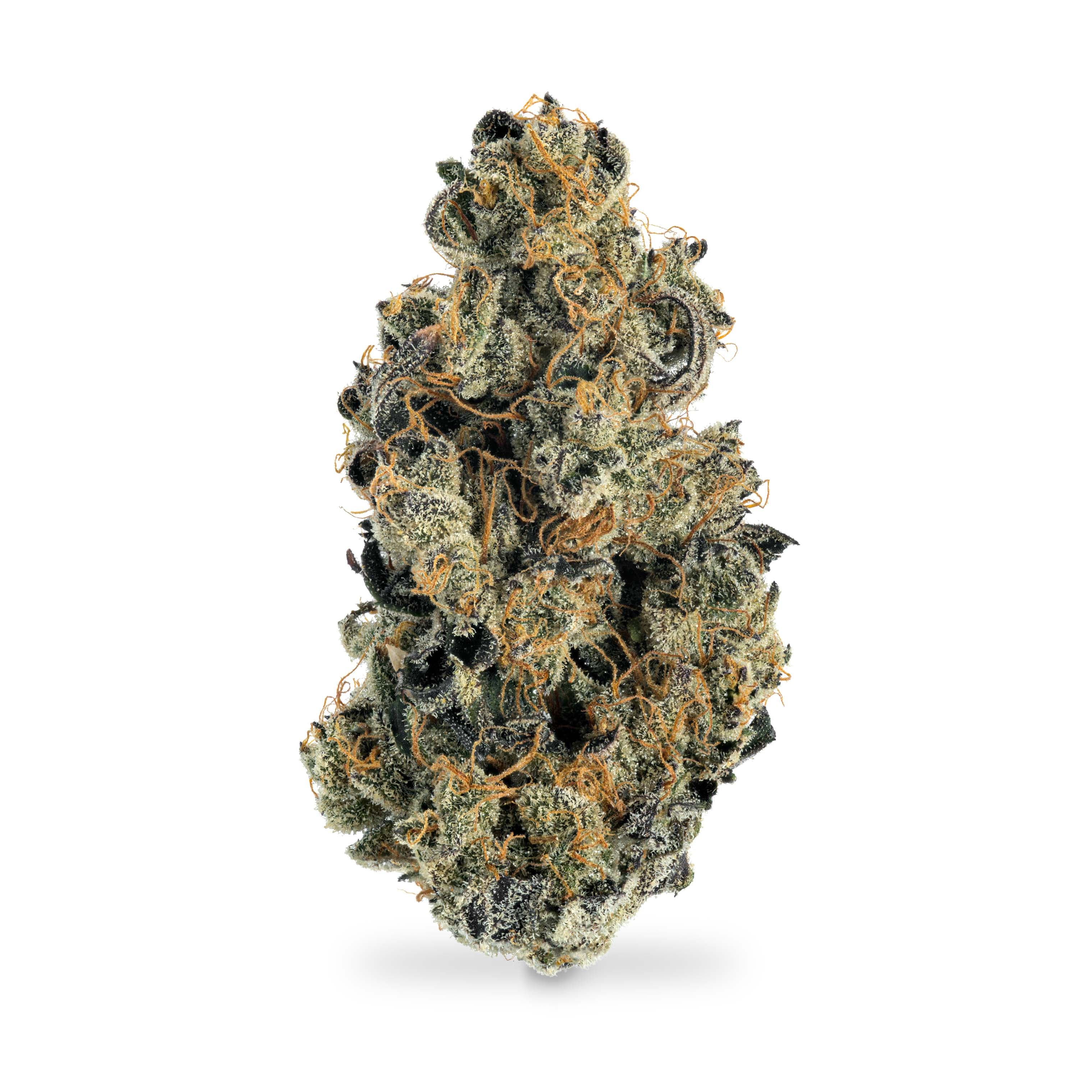 The Memo Master Kush