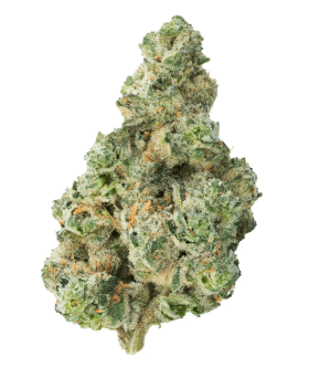 The Loud Plug