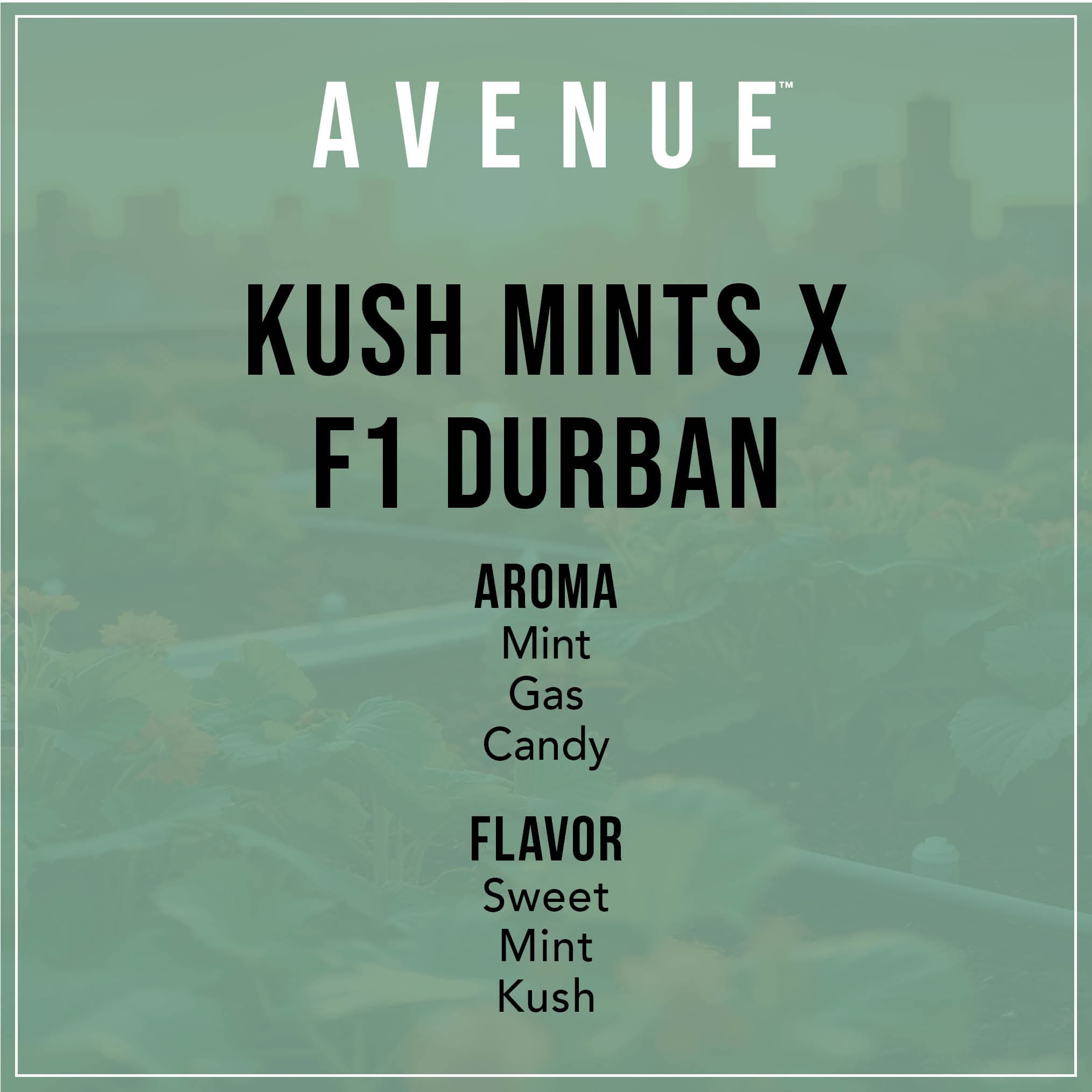 Avenue Kush Mints x F1 Durban Flower