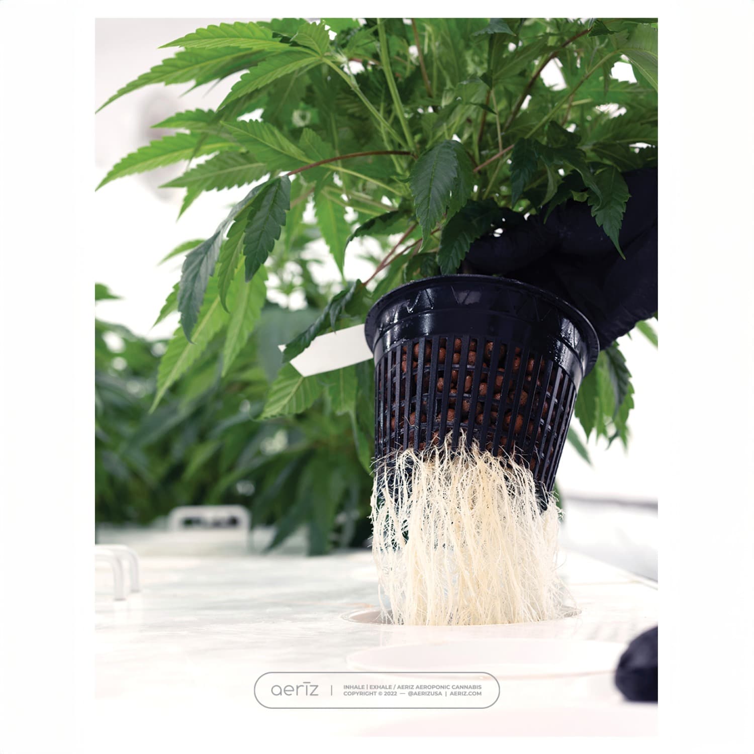 Aeriz Durban Poison Flower