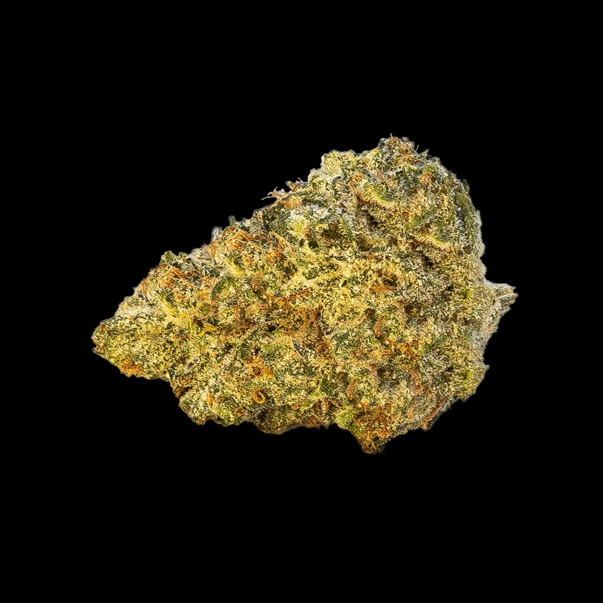 Elevate Grease Monkey Flower