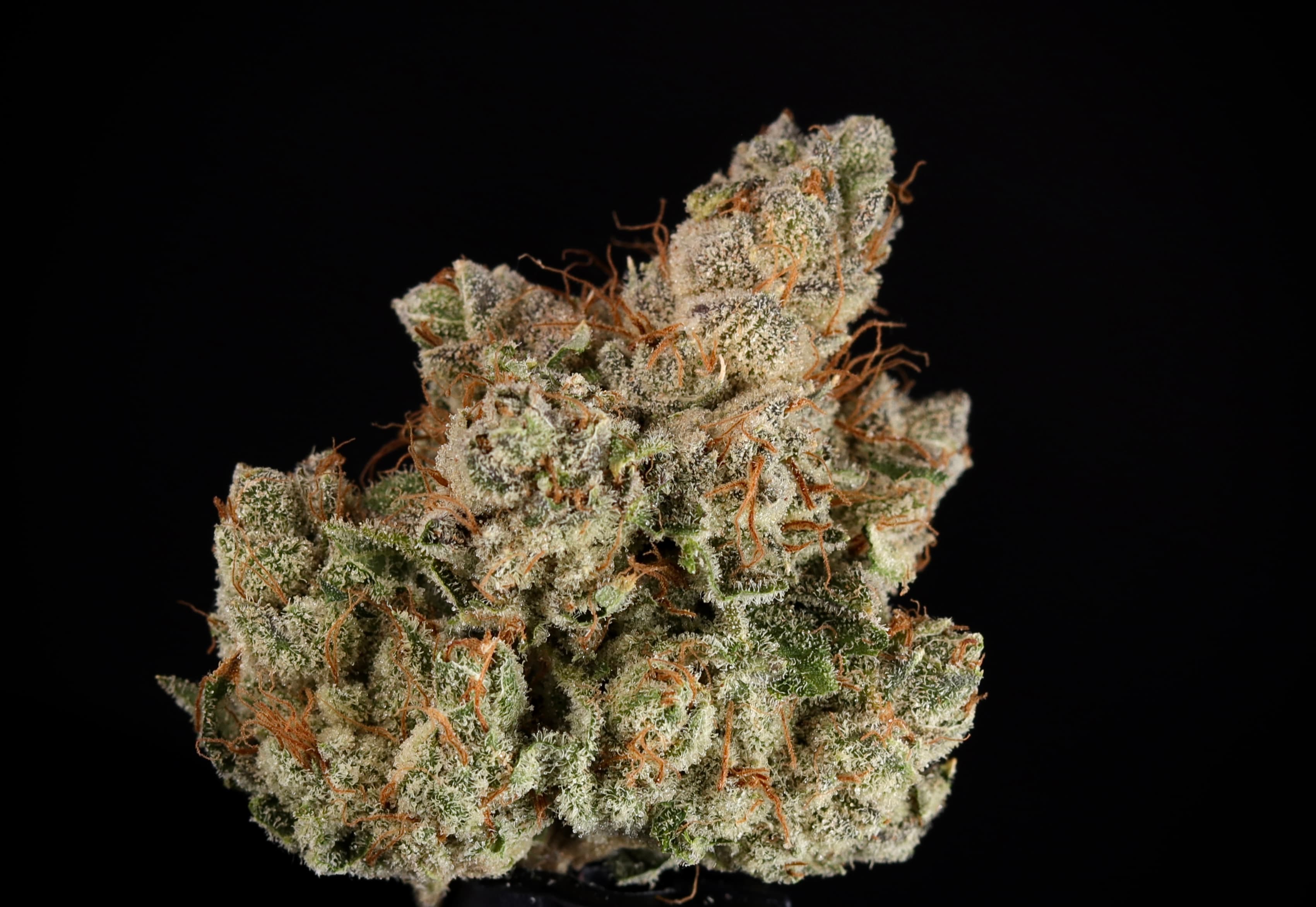Landrace Cannabis