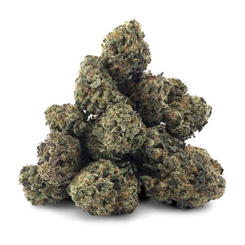 Pistol and Paris Lindsay OG