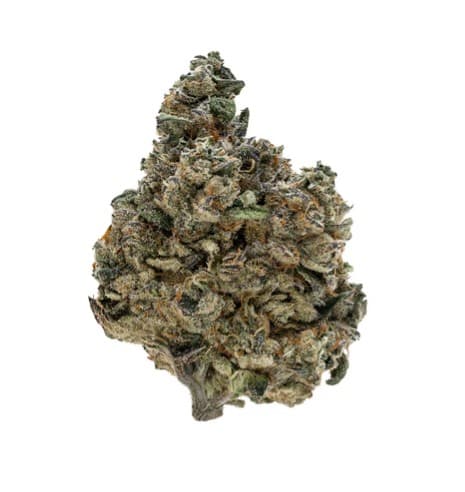Tribal Gran Turismo Flower - Indica