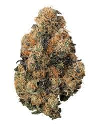 Broken Coast