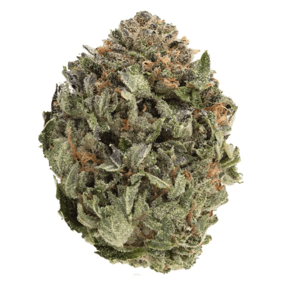 1964 Supply Co. 1964: ORGANIC COMATOSE