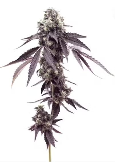Uncle Bob Uncle Bob : Mac Doughnut Smalls (7g)