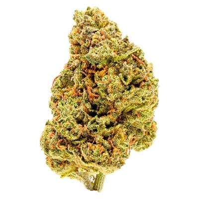 Palmetto GOLDBERRY