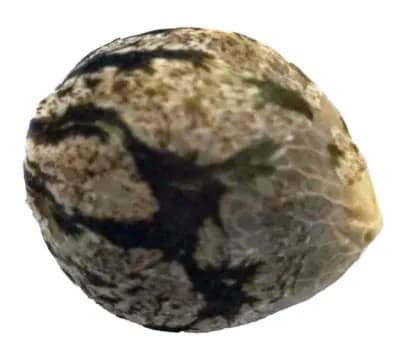 erbaceous